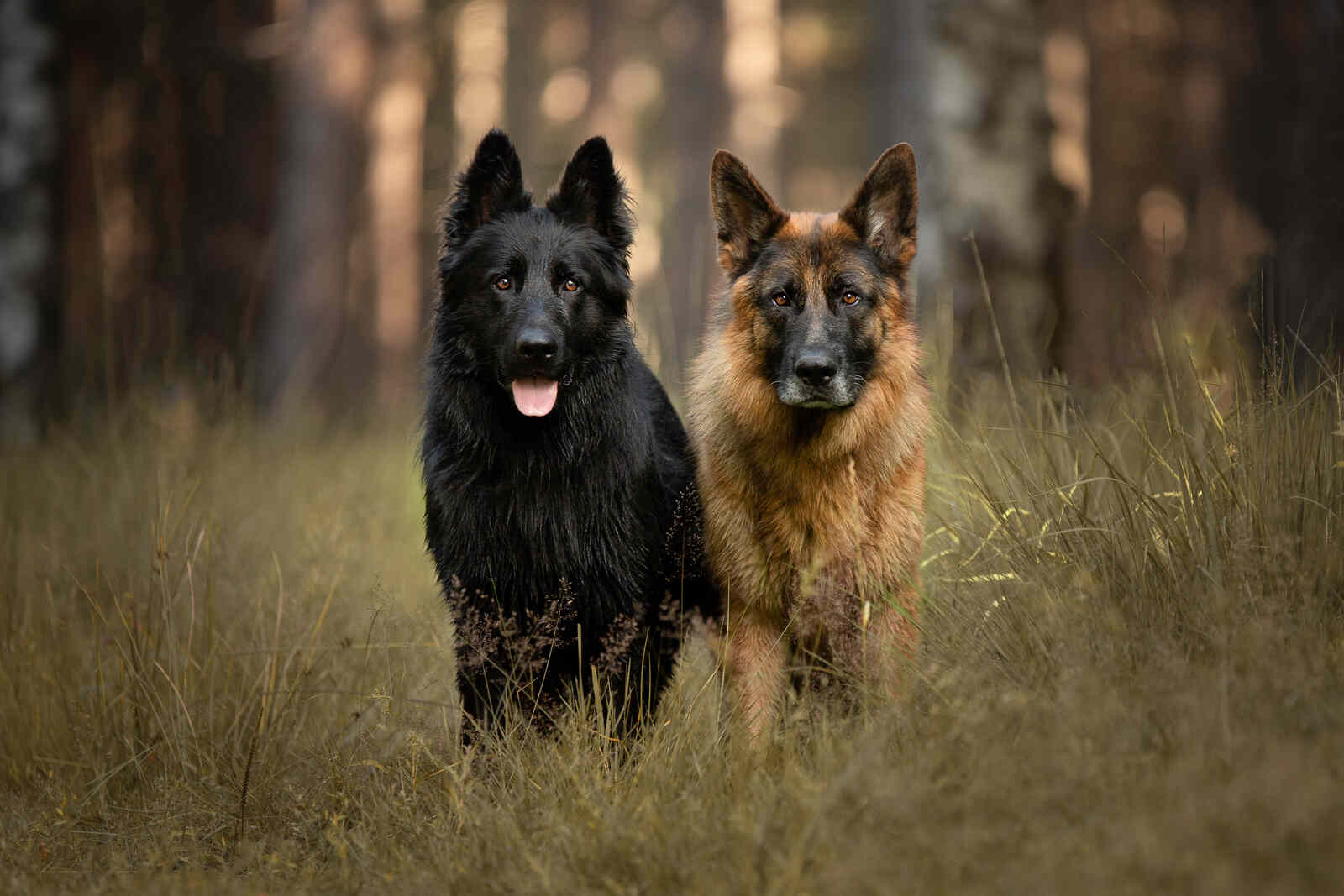 HR Walter & Fritz 18 juli 2022-1